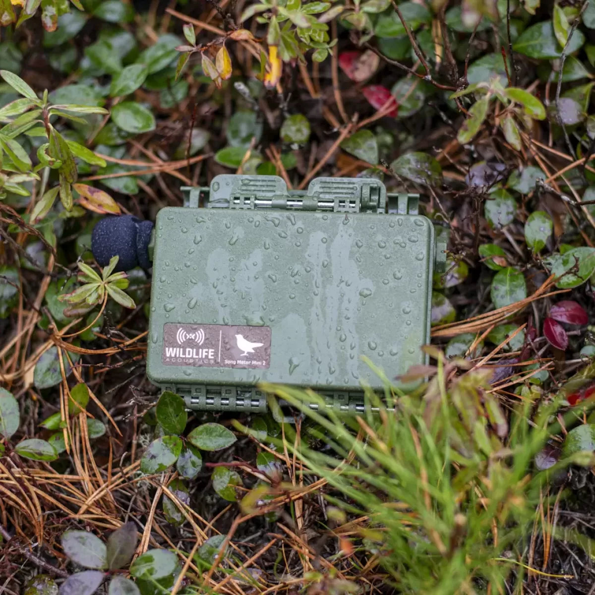 Song Meter Mini 2 AA