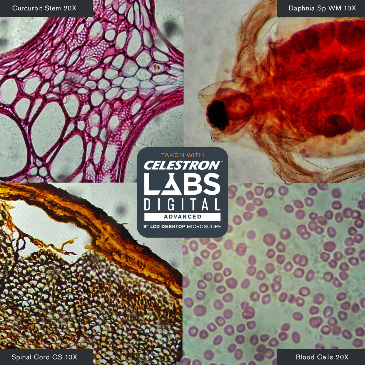 Microscopio Celestron Labs 44354 — imagen 12